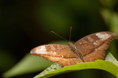 Tanaecia cocytus