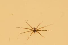 Nilus albocinctus