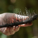 Xylaria ianthinovelutina - Photo (c) Nikita Sevastianov, algunos derechos reservados (CC BY-NC), subido por Nikita Sevastianov