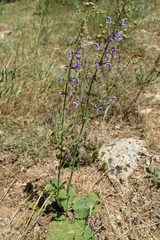 Salvia virgata