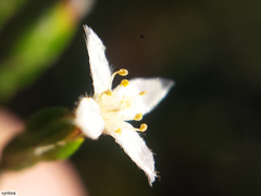 Lachnaea penicillata
