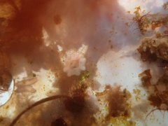 Austrominius modestus