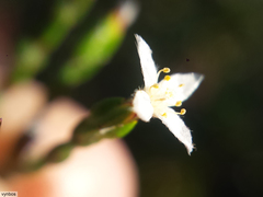 Lachnaea penicillata