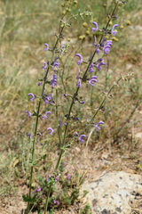 Salvia virgata