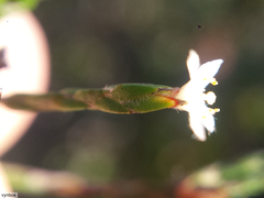 Lachnaea penicillata