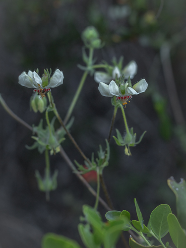 Loasa prostrata (Loasa prostrata)
