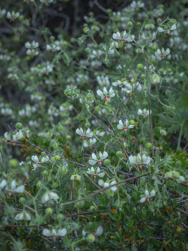 Loasa prostrata (Loasa prostrata)