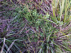 Cliffortia ferruginea