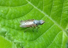 Dorycera graminum