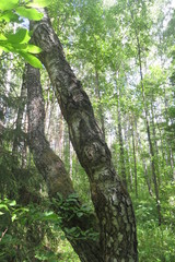 Betula pendula carelica