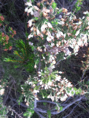 Erica penicilliformis