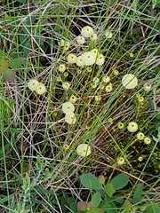 Splachnum luteum