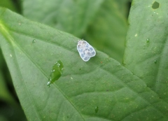 Borysthenes maculatus