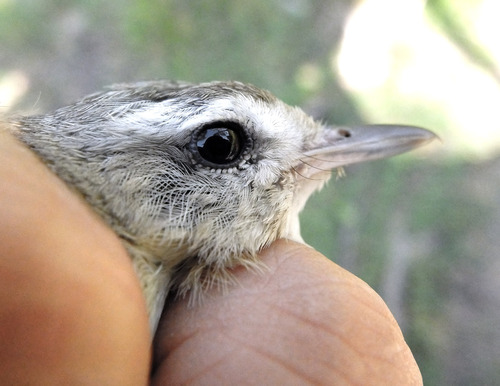iNaturalist observation photo of Western Warbling Vireo
