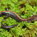 Shenandoah Salamander - Photo (c) Max Olson, some rights reserved (CC BY-NC), uploaded by Max Olson