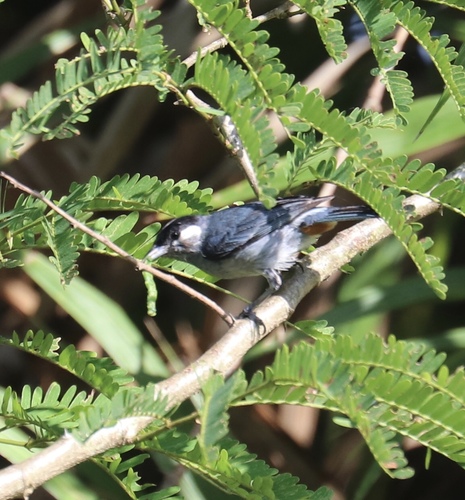 White-eared Conebill (Conirostrum leucogenys), photo 4