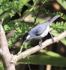 White-Eared Conebill photo 3