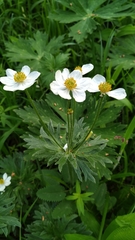 Anemonastrum crinitum