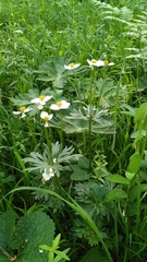 Anemonastrum crinitum