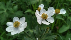 Anemonastrum crinitum
