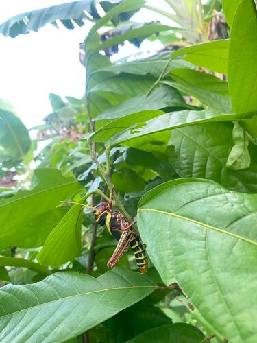 Violet-winged Grasshopper