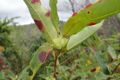 Sclerocroton melanostictus image