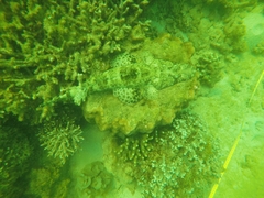 Papilloculiceps longiceps