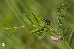 Cryptocephalus schaefferi