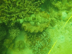 Papilloculiceps longiceps