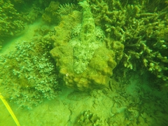 Papilloculiceps longiceps