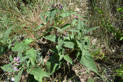 Phlomis herba-venti