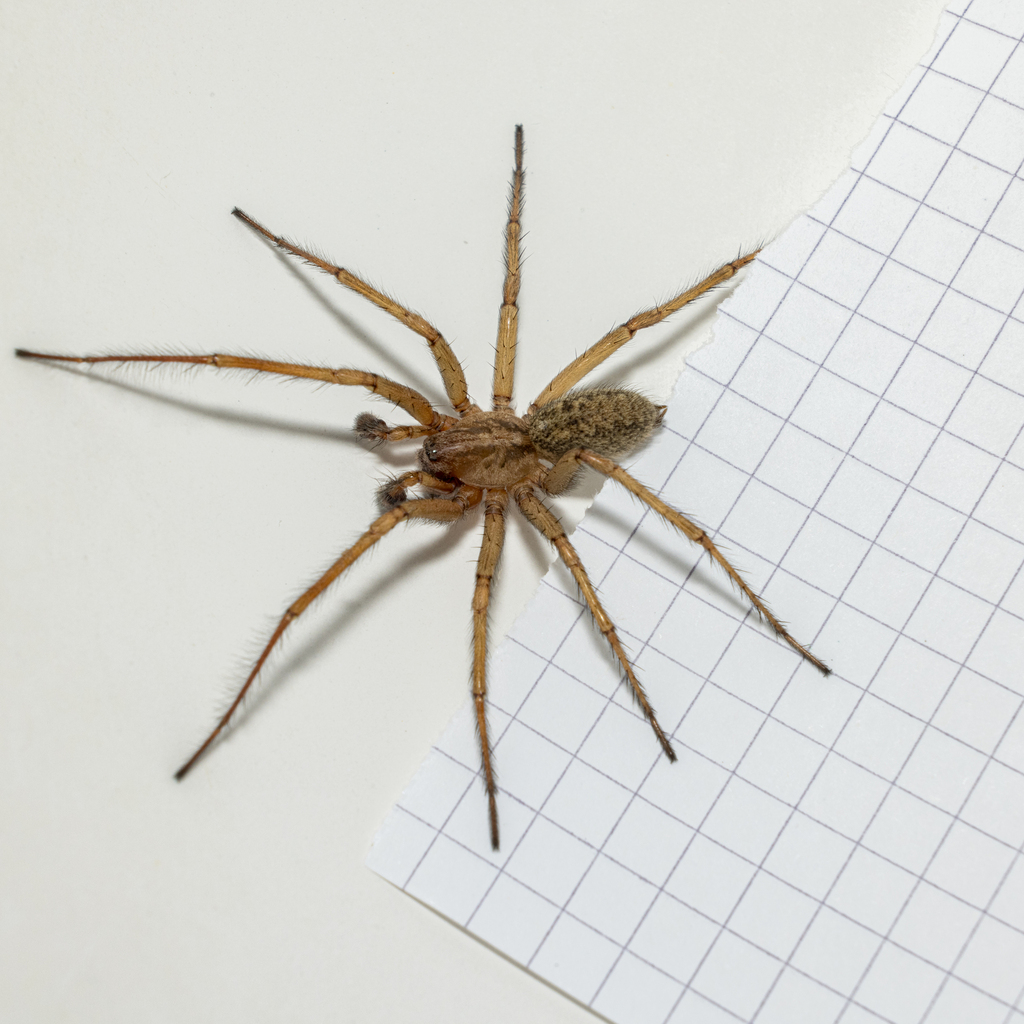 Hobo spider (Eratigena agrestis) on a light surface, showing the brown body with faint chevron-shaped markings on the abdomen