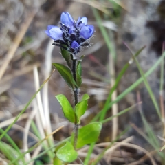 Veronica alpina