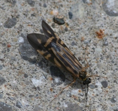 Macrostemum zebratum