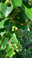 Cotoneaster lucidus