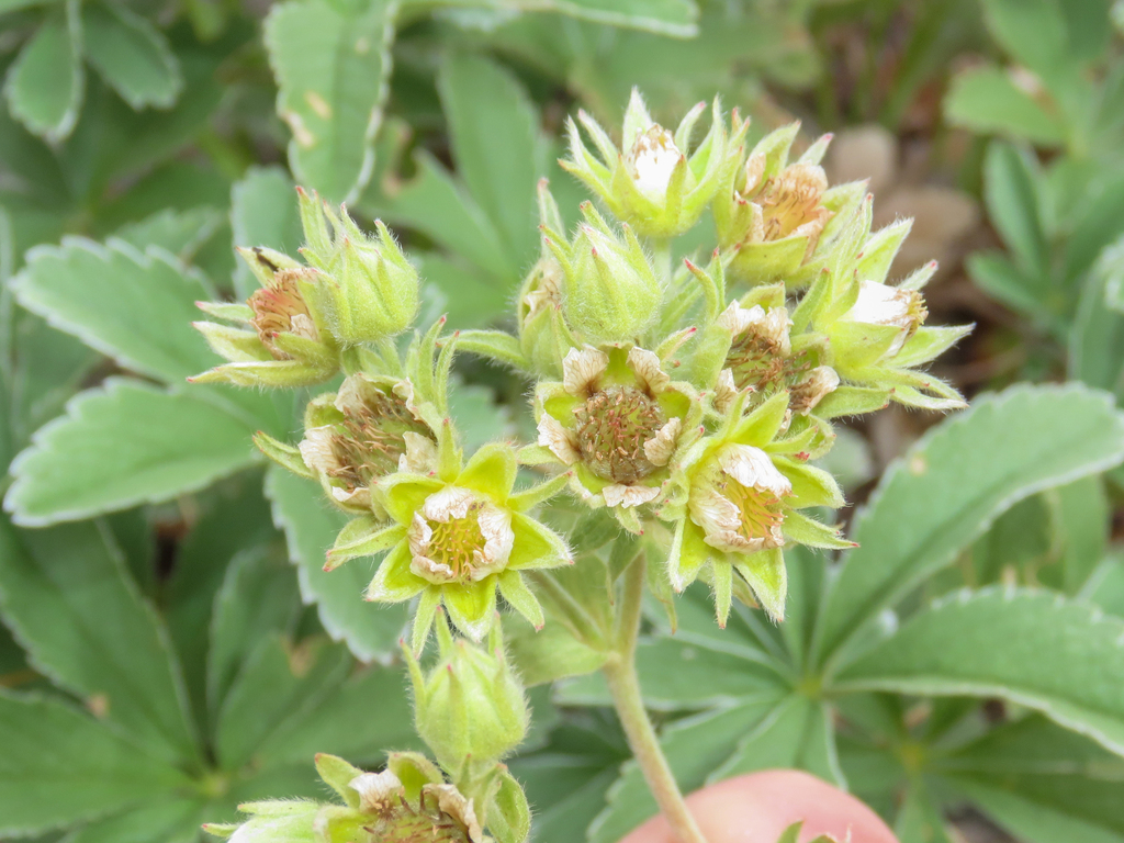 Potentilla valderia; photograph (c) Emanuele Santarelli, some rights reserved (CC BY-SA)
