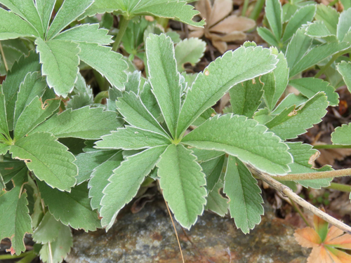 Potentilla valderia, photograph 1