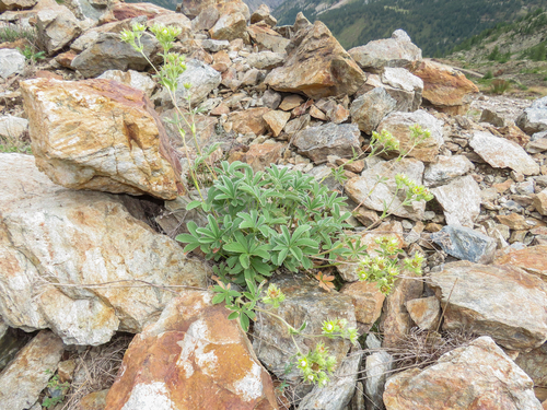 Potentilla valderia, photograph 2