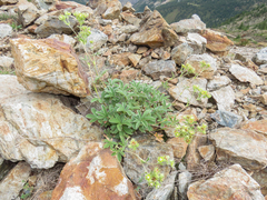 (c) Emanuele Santarelli, some rights reserved (CC BY-SA) Potentilla valderia, photograph (c) Emanuele Santarelli, some rights reserved (CC BY-SA)