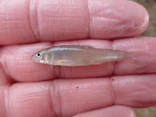 Sabine shiner (Notropis sabinae) — Cyprinidae — 2