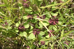 Oxalis tetraphylla