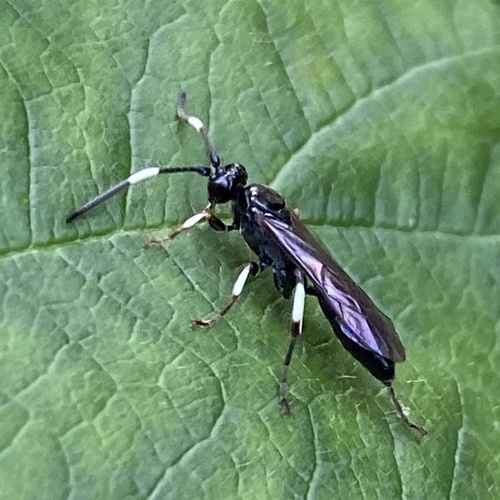 Cratichneumon versator