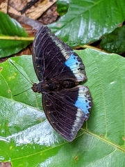 Lexias dirtea merguia