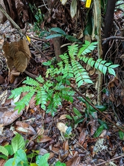 Archidendron clypearia