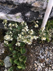 Draba nivalis