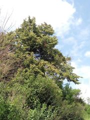 Tilia americana mexicana