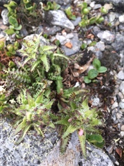 Pedicularis hirsuta