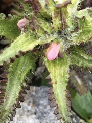Pedicularis hirsuta