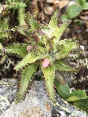 Pedicularis hirsuta