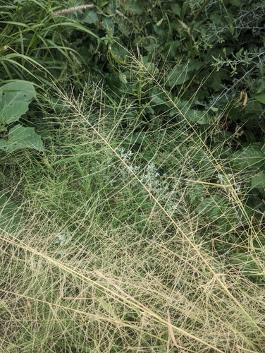 Dinebra panicea